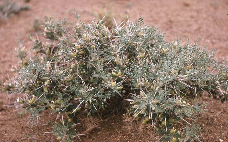 Astragalus glaucacanthos photo 6
