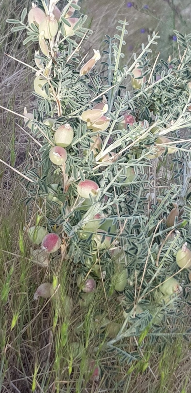 Astragalus glaucacanthos photo 8