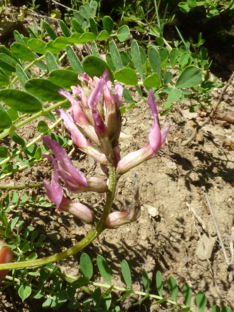 Astragalus glaucophylloides