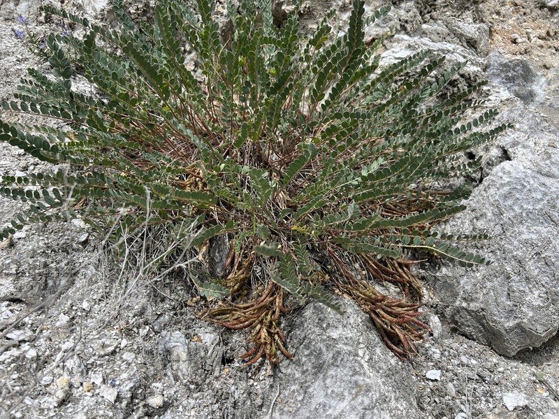 Astragalus glaucophyllus