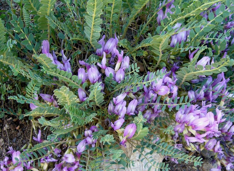 Astragalus glaucophyllus photo 2