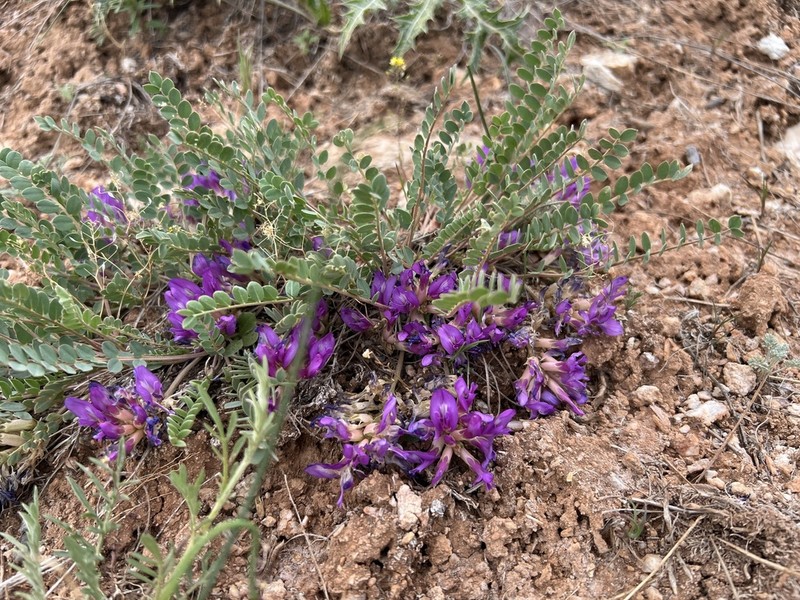 Astragalus glaucophyllus photo 3