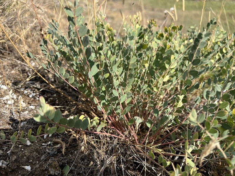 Astragalus glaucophyllus photo 4