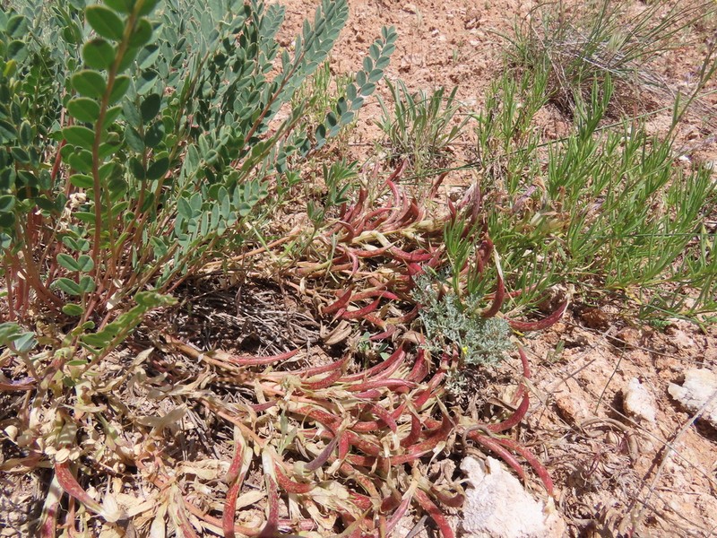 Astragalus glaucophyllus photo 5