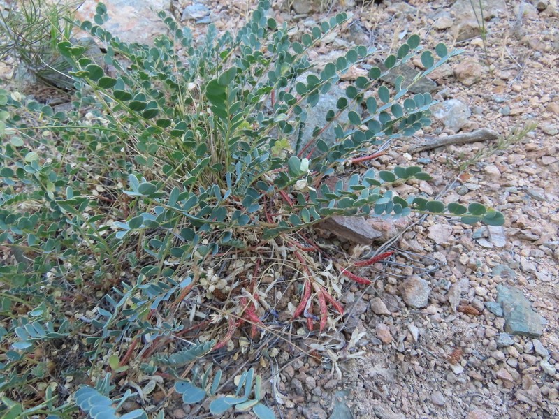 Astragalus glaucophyllus photo 6