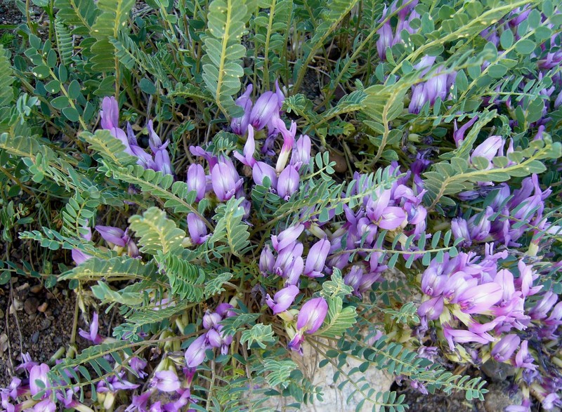 Astragalus glaucophyllus photo 7