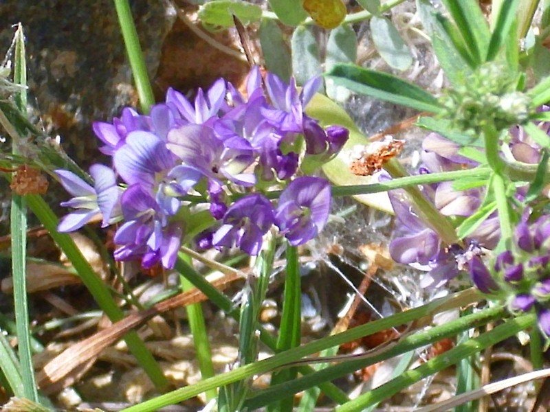Astragalus glau
