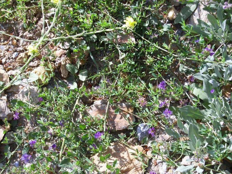 Astragalus glau photo 2