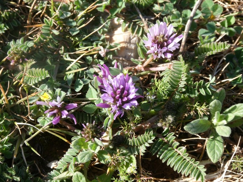 Astragalus glau photo 3