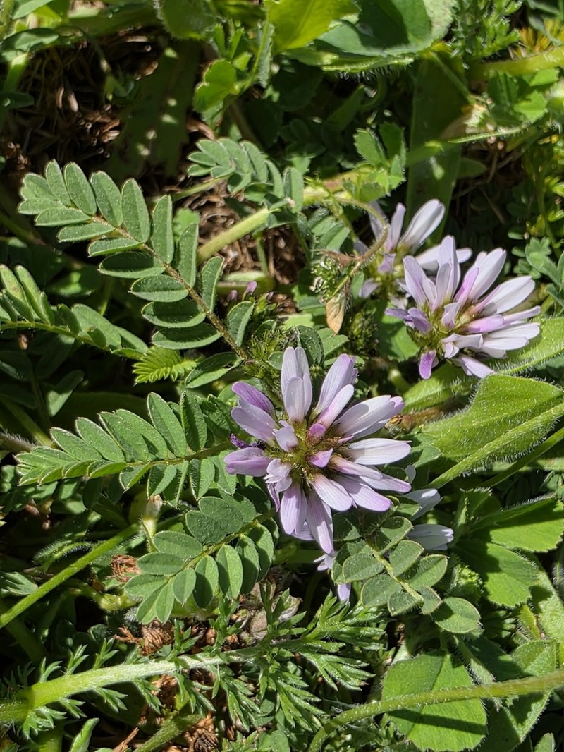 Astragalus glau photo 4