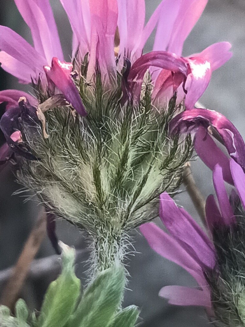 Astragalus glau photo 5