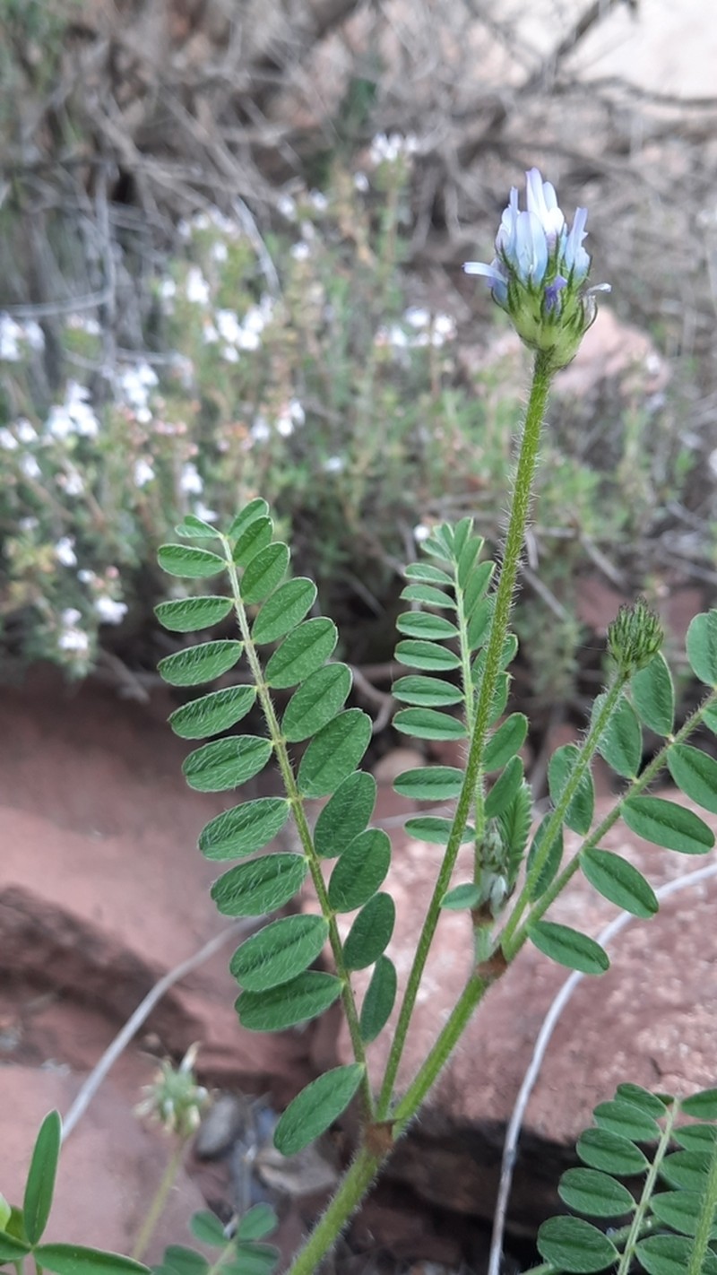 Astragalus glau photo 6