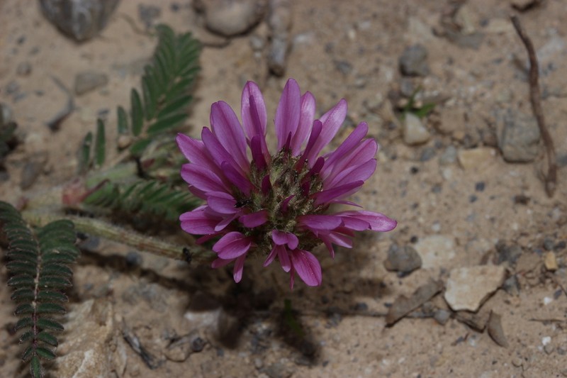 Astragalus glau photo 7