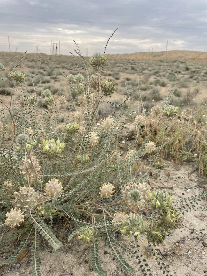 Astragalus globiceps