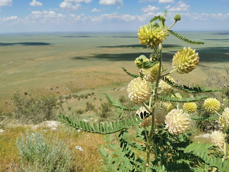 Astragalus globiceps photo 2
