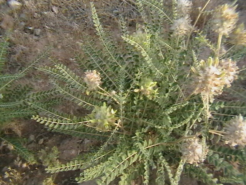 Astragalus globiceps photo 3