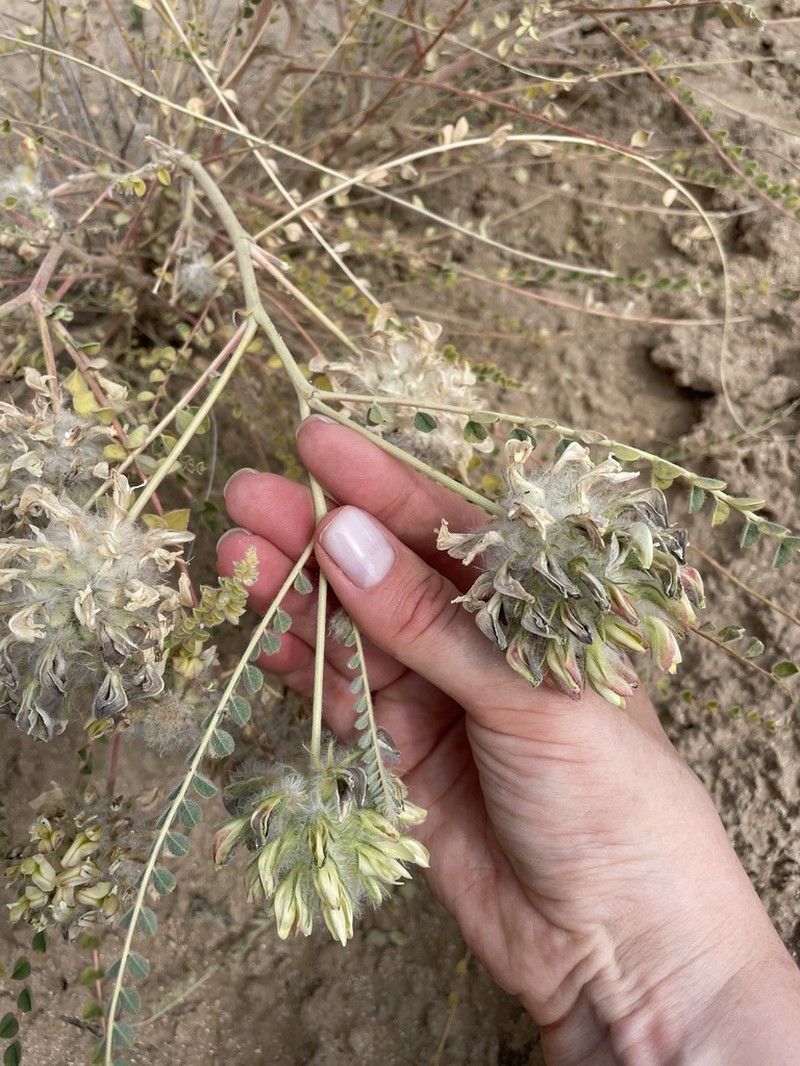 Astragalus globiceps photo 4