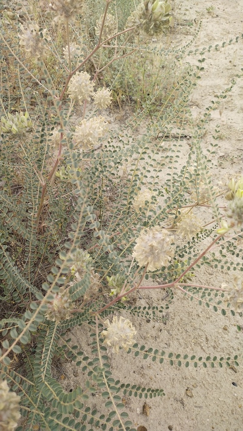 Astragalus globiceps photo 5