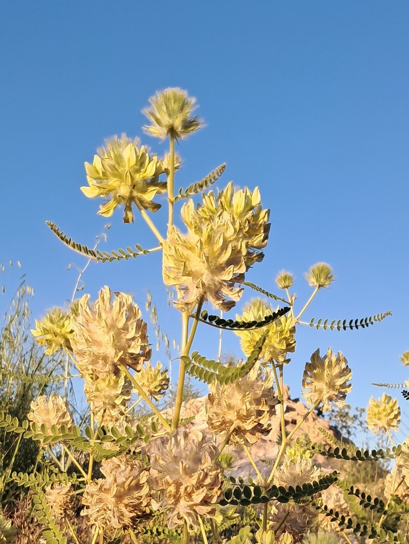 Astragalus globiceps photo 6