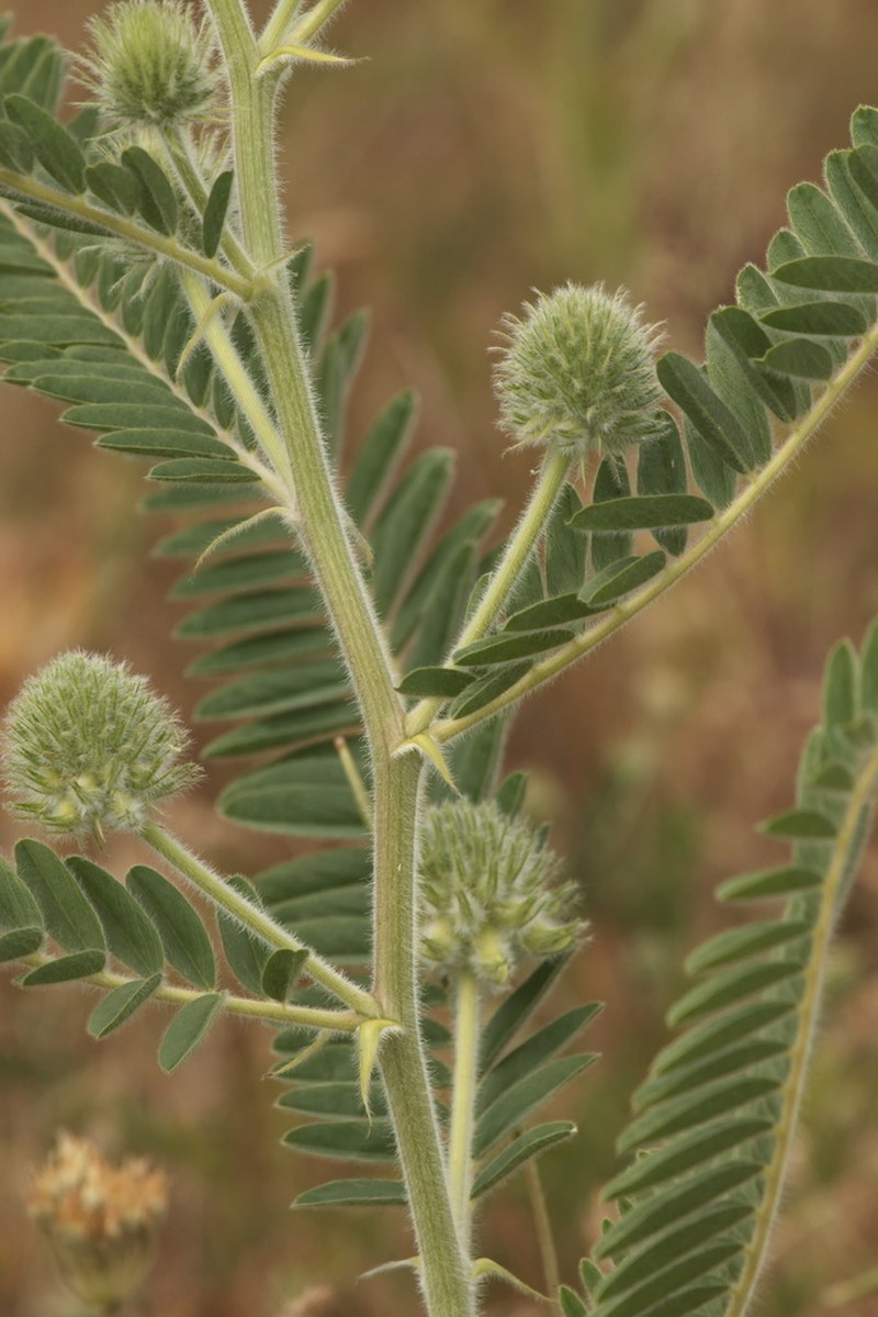 Astragalus globiceps photo 7