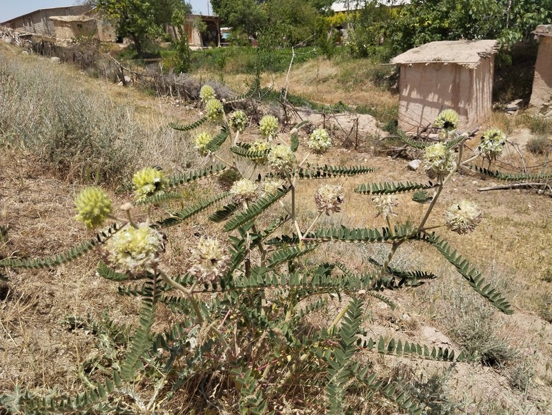 Astragalus globiceps photo 8