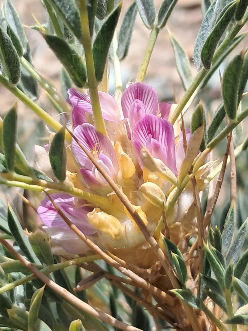 Astragalus globiflorus