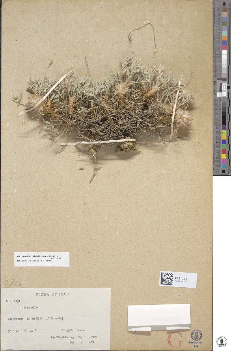 Astragalus globiflorus photo 2