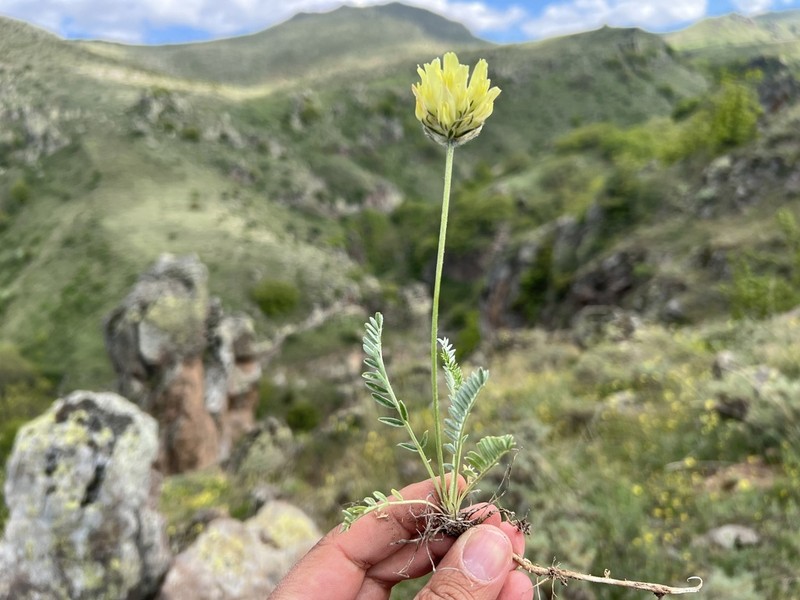 Astragalus globosus