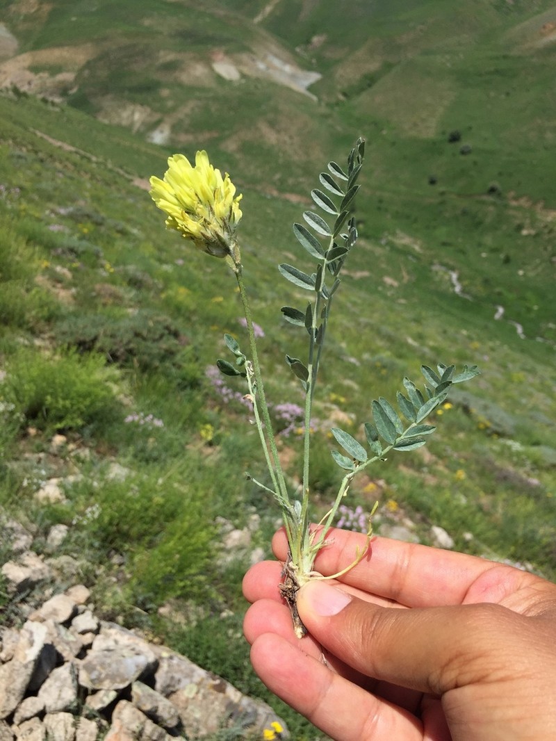 Astragalus globosus photo 2
