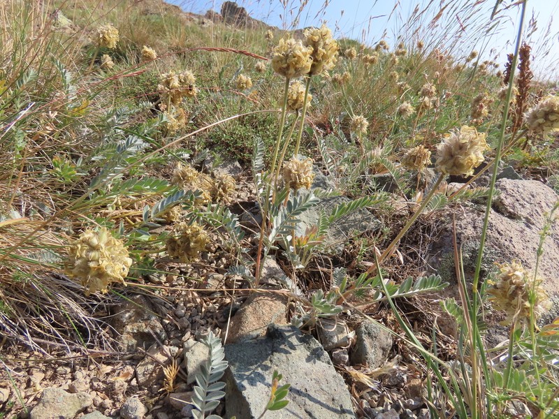 Astragalus globosus photo 3
