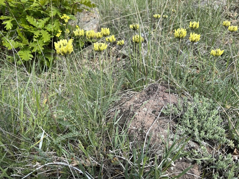 Astragalus globosus photo 4