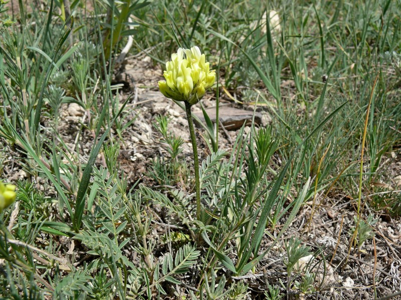 Astragalus globosus photo 6