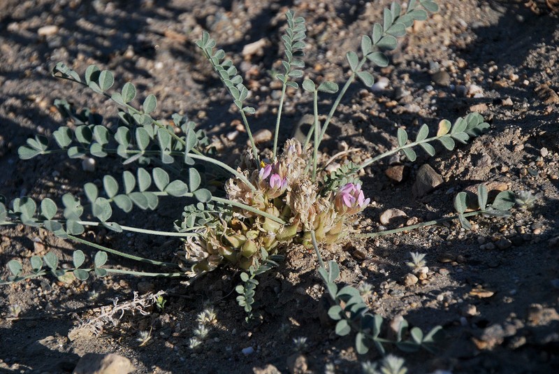 Astragalus glomeratus photo 2