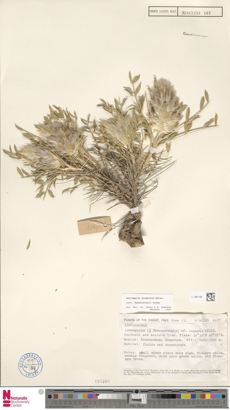 Astragalus glumaceus
