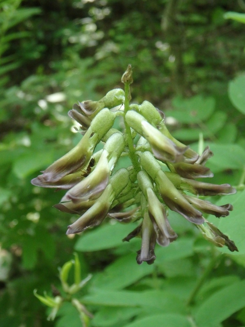 Astragalus glycyphylloides