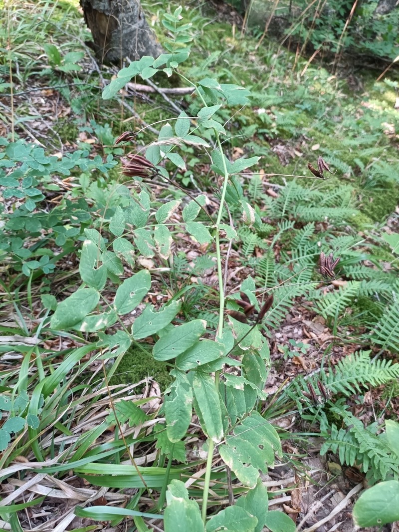 Astragalus glycyphylloides photo 2