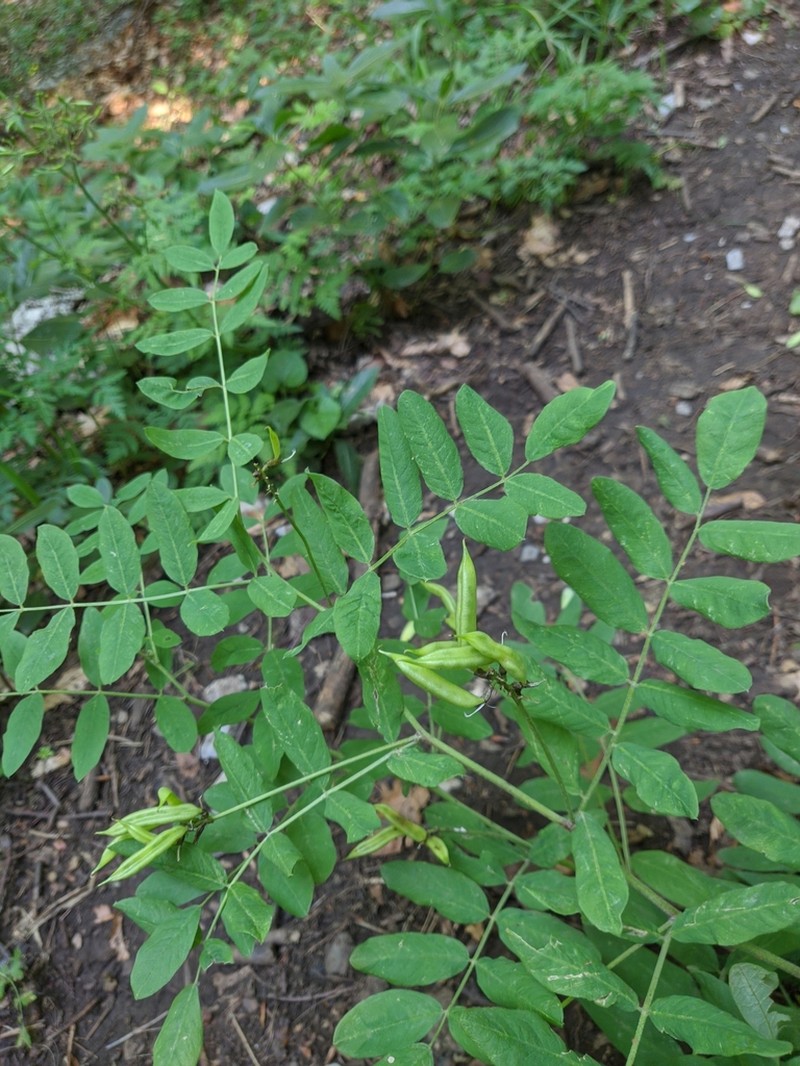 Astragalus glycyphylloides photo 3