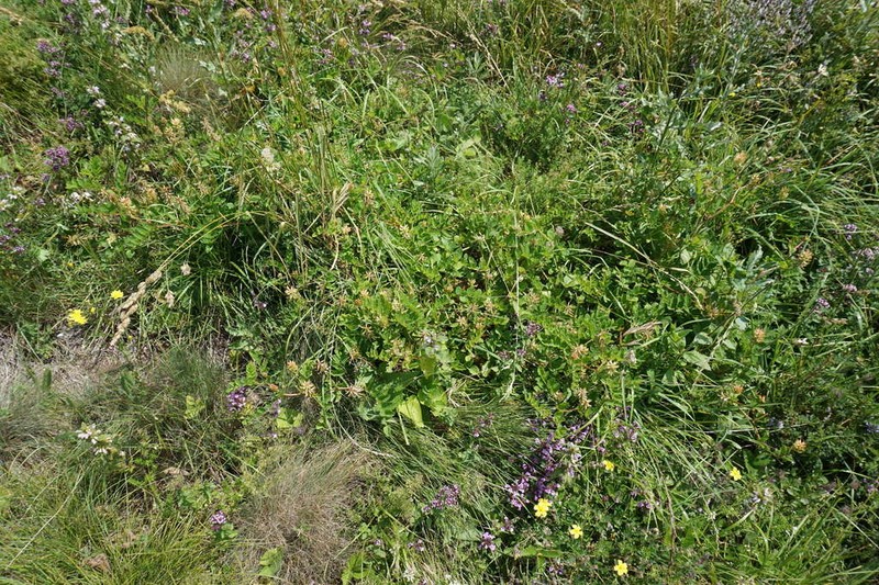 Astragalus glycyphylloides photo 4