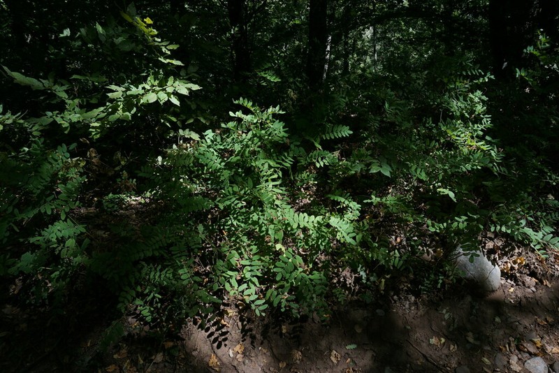 Astragalus glycyphylloides photo 5