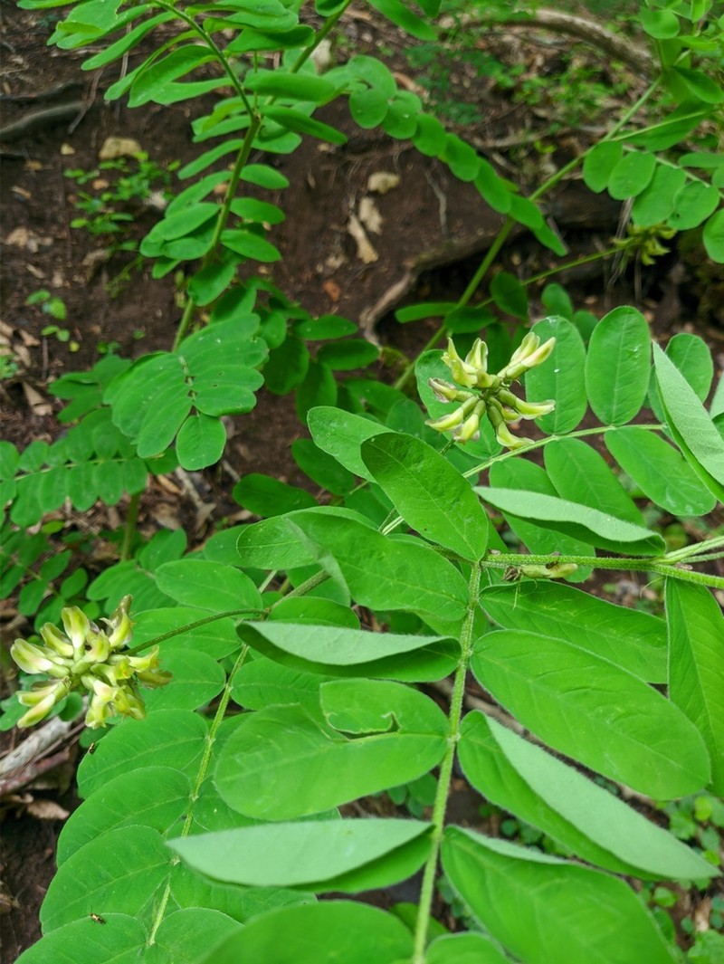 Astragalus glycyphylloides photo 6