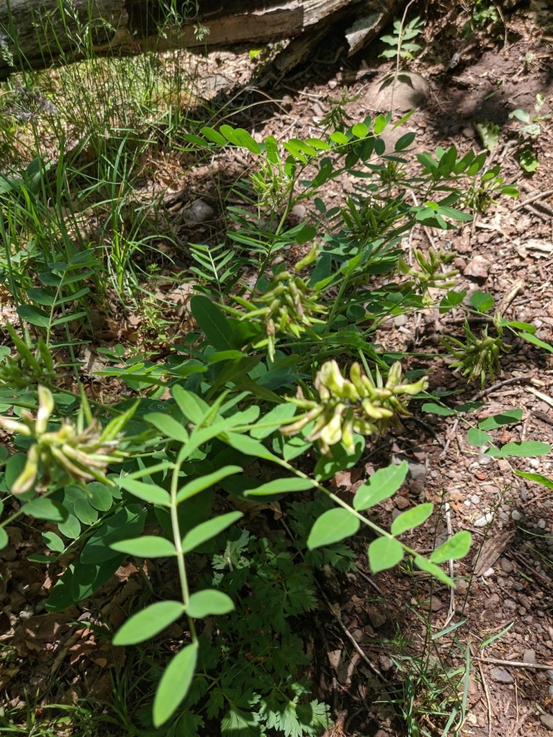 Astragalus glycyphylloides photo 7
