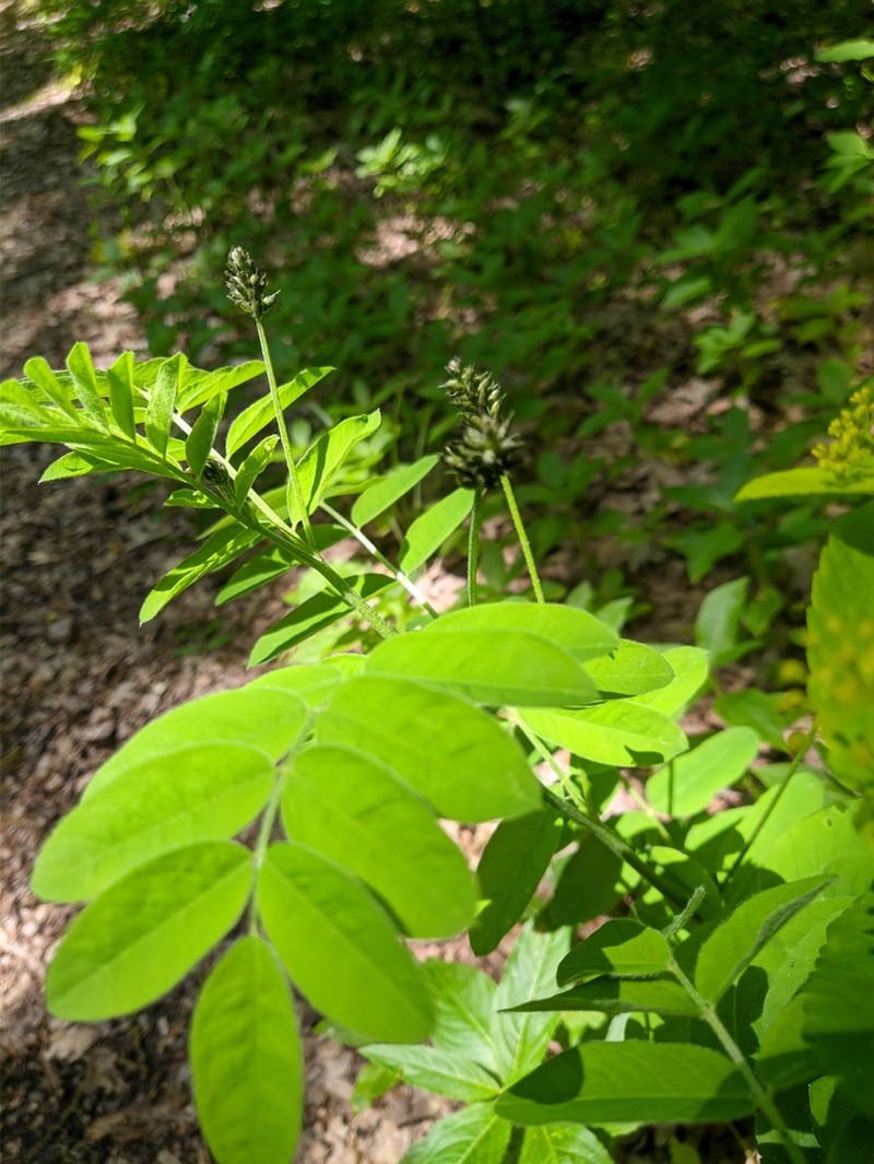 Astragalus glycyphylloides photo 8
