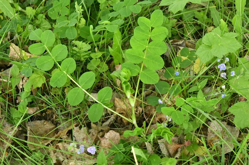 Licorice Milkvetch photo 3