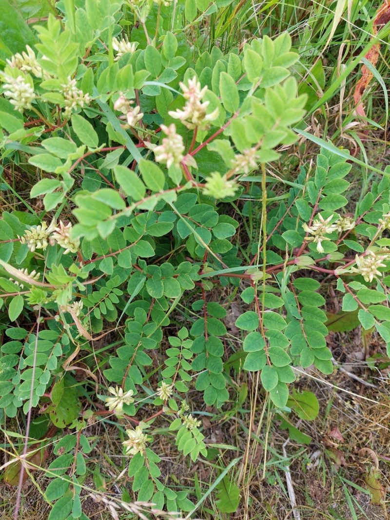 Licorice Milkvetch photo 4