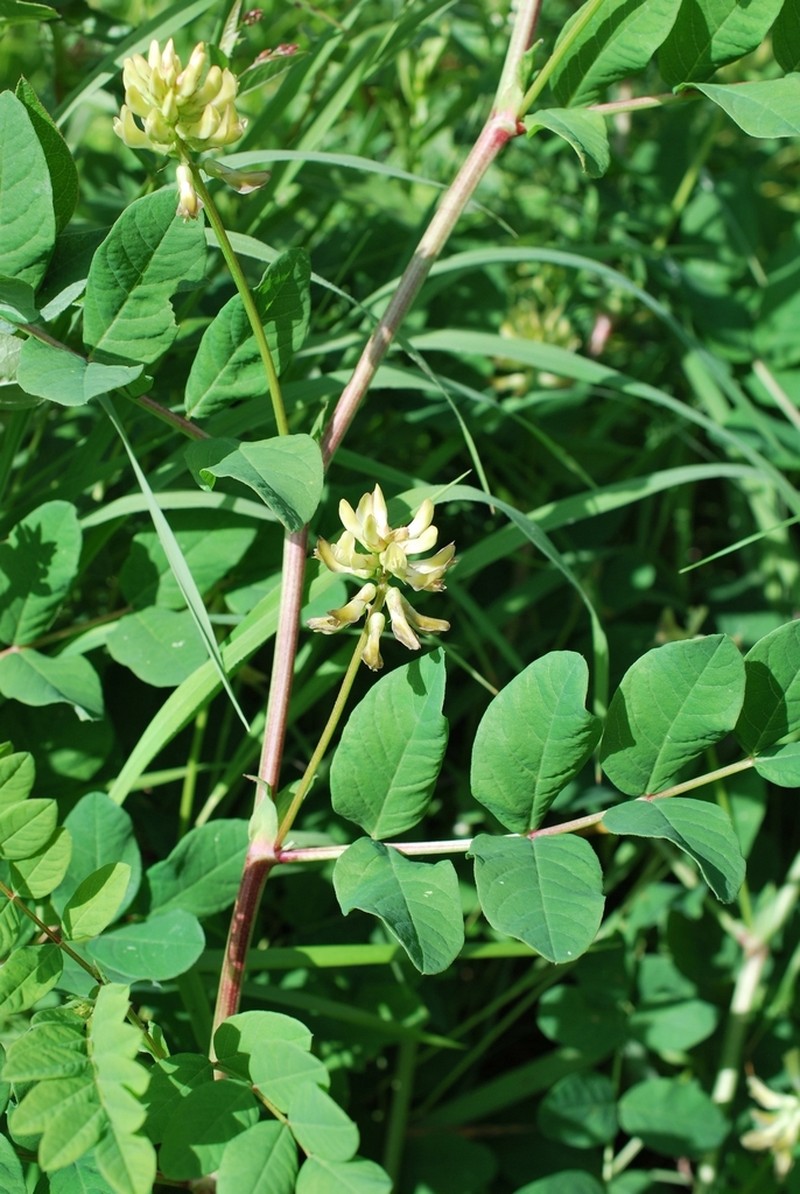 Licorice Milkvetch photo 5