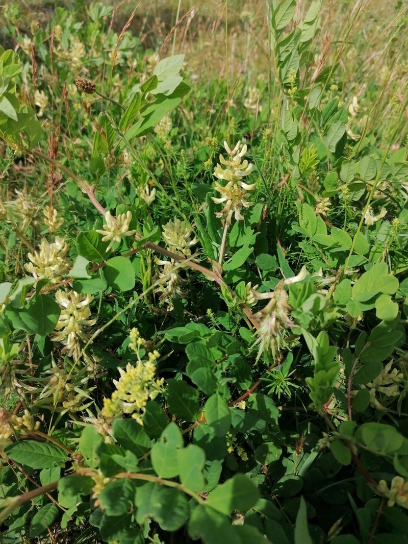 Licorice Milkvetch photo 6