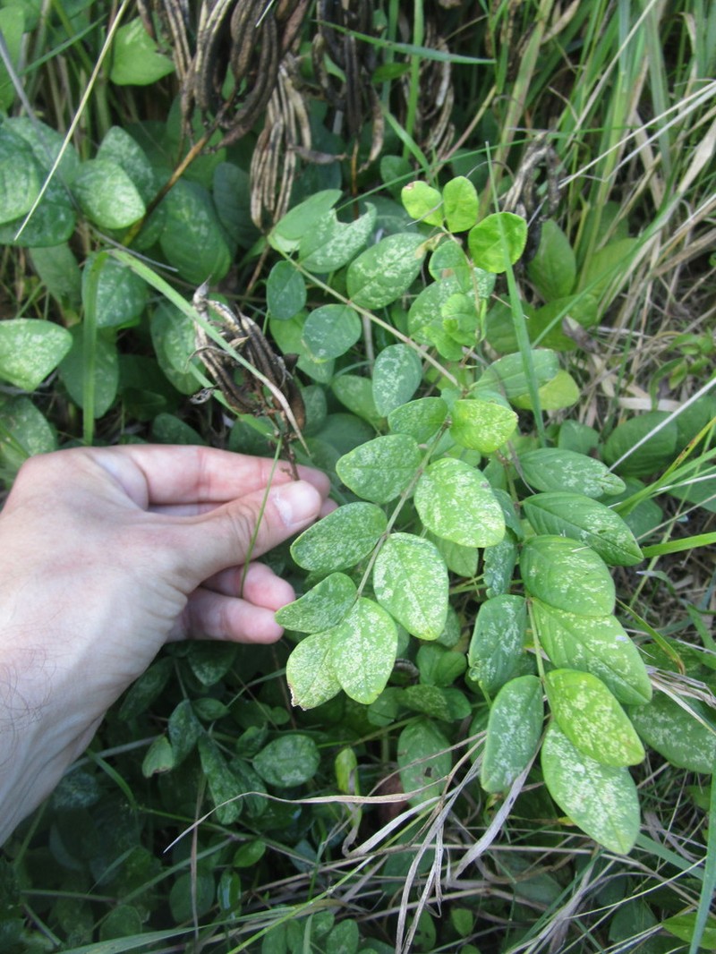 Licorice Milkvetch photo 7