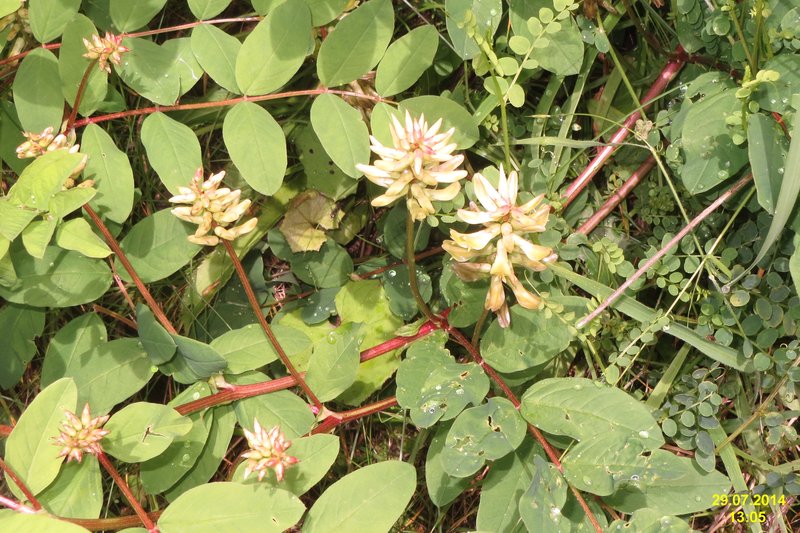 Licorice Milkvetch photo 4