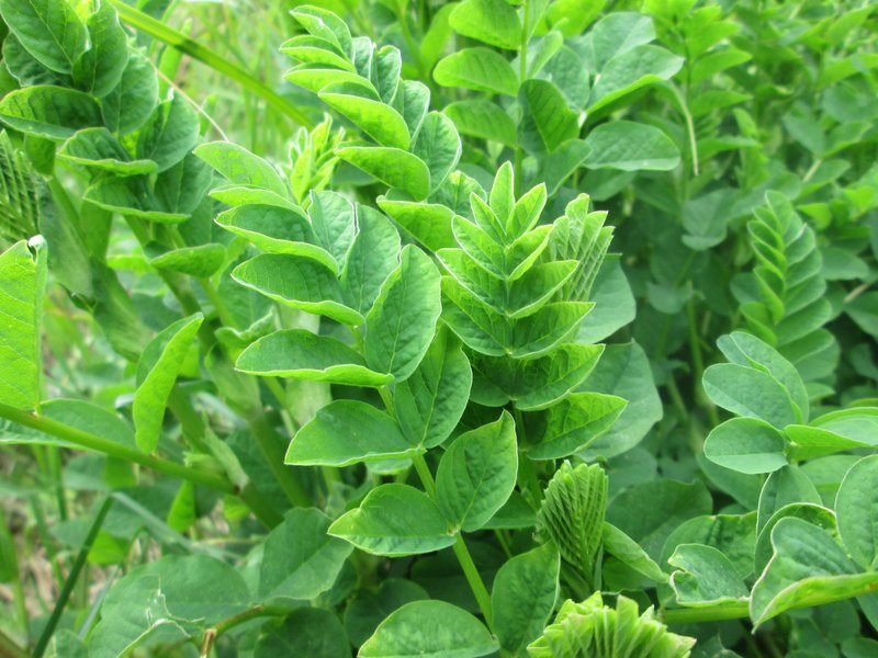 Licorice Milkvetch photo 5