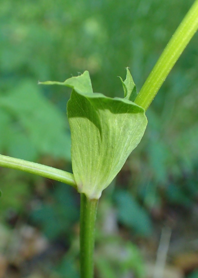 Licorice Milkvetch photo 6